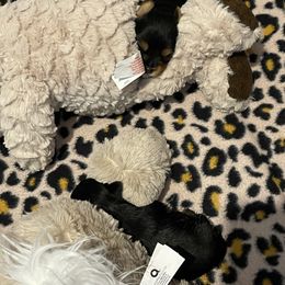 Yorkshire Terrier puppies from Emerald City Yorkie’s