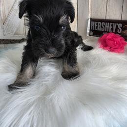 Hershey - Black and silver female Miniature Schnauzer puppy in Rosemount, Minnesota from Weiland's Ruby