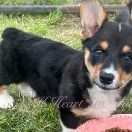 Male Seven - Black and white American Corgi puppy in Gentry, Arkansas from K Heart Ranchita