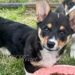 Male Seven - Black and white American Corgi puppy in Gentry, Arkansas from K Heart Ranchita
