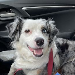 Dixie - Miniature American Shepherd