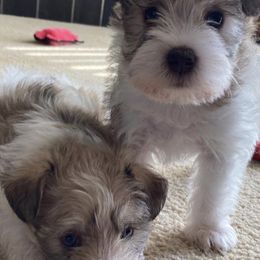 Miniature Schnauzers from Stephenson’s Mini Schnauzer’s
