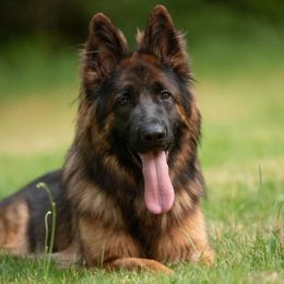 Demi - German Shepherd