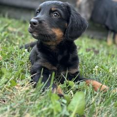 Double Doodle Puppies from Jeanie’s Doodles