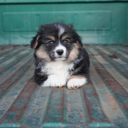Jack - Black and tan male Pembroke Welsh Corgi puppy in Red Bluff, California from Wilder Ranch Corgis