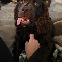 Boykin Spaniel All Grown Up from Dixie Darlin Boykins
