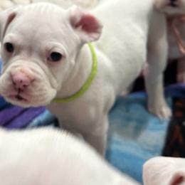 Magnus - Boy 5 - neon green - White male Boxer puppy in Nashville, Tennessee from Best Friends over 20+ years experience