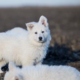 Red boy - White male Berger Blanc Suisse puppy in Chestnut, Illinois from Fireside Fernweh
