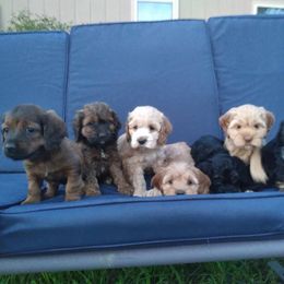 Litter - Cockapoo puppy in Mena, Arkansas from Ouachita River Cockapoos