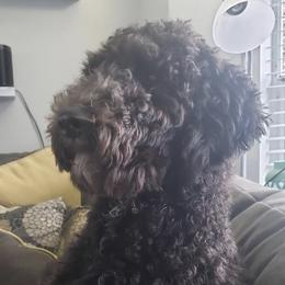 Goldendoodle and Poodle All Grown Up from Colorful Creations Doodles and Poodles
