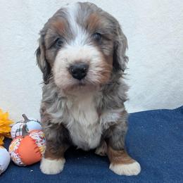 Monsoon ultra - Blue merle male Bernedoodle puppy in Placerville, California from Quartz Mountain Doodles