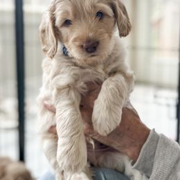 Australian Labradoodle Puppies from My Three Doodles