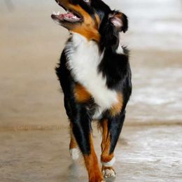 Miniature Australian Shepherd and Toy Australian Shepherd Puppies from Miller Hill Aussies