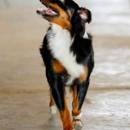 Miniature Australian Shepherd and Toy Australian Shepherd Puppies from Miller Hill Aussies