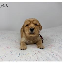 Marla - Apricot female Australian Labradoodle puppy in Sacramento, California from Little Farmstead Labradoodles