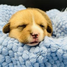 Male 3 - Red male Pembroke Welsh Corgi puppy in Hale, Michigan from All Hale Corgis