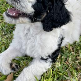 Sapphire - Black tri-color female Aussiedoodle puppy in Waelder, Texas from Aussiedoodles of Austin