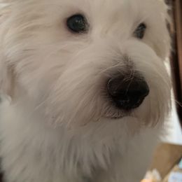 Coton de Tulear Puppies from Catawba Cotons