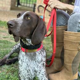 Elsa - German Shorthaired Pointer