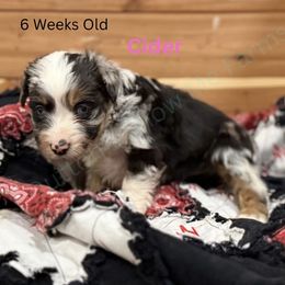 Cider - Blue merle female Miniature Australian Shepherd puppy in Oronogo, Missouri from Dutton's Show Me Farms