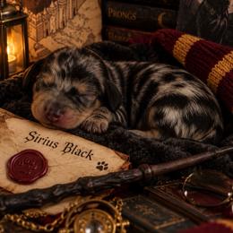 Sirius Black - Dapple male Dachshund puppy in Port Saint Lucie, Florida from ThePuppyVille