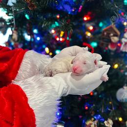 Rudolph - Parti female Goldendoodle puppy in Montgomery, Texas from Dacus Doodles