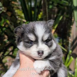 Gruyere (blue)- 2300 - Blue female Pomsky puppy in Spring Hill, Florida from www.PuppyTimeEmporium.com