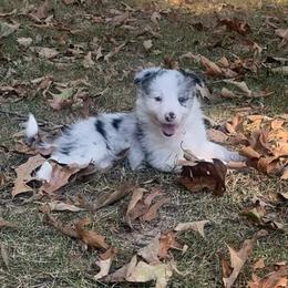 Dyna - White and blue merle female Border Collie puppy in Jonesboro, Arkansas from Hampton Border Collies