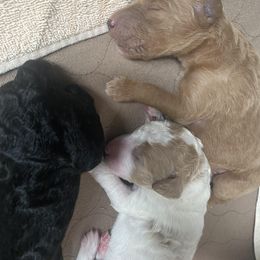 Poodle Puppies from Sweet Country Standards