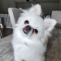 Lady Bug - Pomeranian