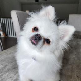 Lady Bug - Pomeranian