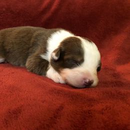 Australian Shepherd Puppies from High West Aussies