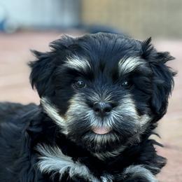 Havanese from Harris Havanese