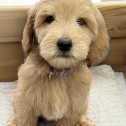 Labradoodle puppies from Doodle Bug Love