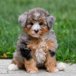 Brigitta - Blue merle female Bernedoodle puppy in Dundee, Ohio from Down Home Doodle