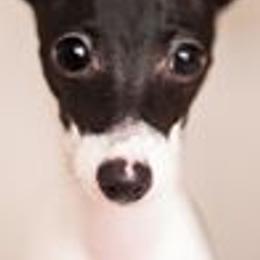 Italian Greyhounds from Quality Italian Greyhounds