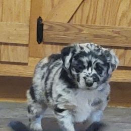 Peppermint Mocha - Blue merle female Miniature Australian Shepherd puppy in Findlay, Ohio from RStar Aussies