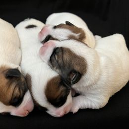 Russell Terrier Puppies from Breezy Meadows Russell Terriers