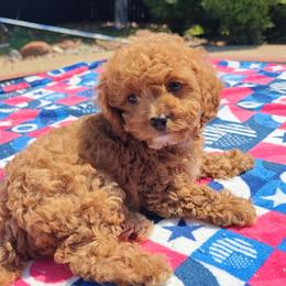Talia Goldendoodle-Cavapoo - Red female Cavapoo puppy in Dallas, Texas from Halo's Heroes Doodles