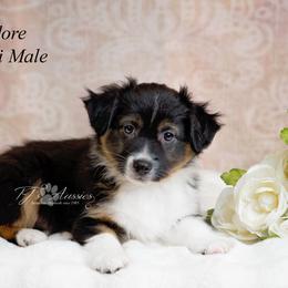 Theodore - Black tri male Miniature Australian Shepherd puppy in Mechanicsburg, Pennsylvania from TJ's Aussies