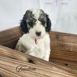 Cockapoo, Goldendoodle, and Poodle Puppies from Lavender poodles & doodles