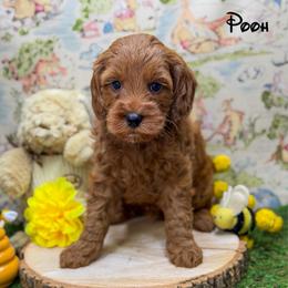 Pooh - Red  male Goldendoodle puppy in Williamson, New York from Lakeside Doodles