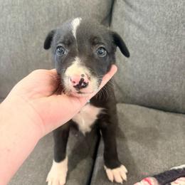 Bruno - Black and white male Border Collie puppy in Taylor, Arizona from Vowell Farm Border Collies