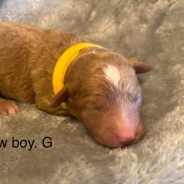 Yellow collar boy-G - Red  male Goldendoodle puppy in Vian, Oklahoma from Dog Days Doodles