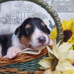 Bernie Boy 3 sky blue collar - Black white and tan male Collie puppy in Salem, Indiana from Living Blessed Collies