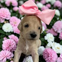 Blondie - Cream female Goldendoodle puppy in Prosperity, Pennsylvania from Stelladoodles & Company