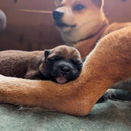 Iris - Red female Shiba Inu puppy in Jasper, New York from Cornerpost Shiba Inus