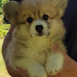 Girl 1 - Red female Pembroke Welsh Corgi puppy in Sparta, Tennessee from Poso Creek Corgis