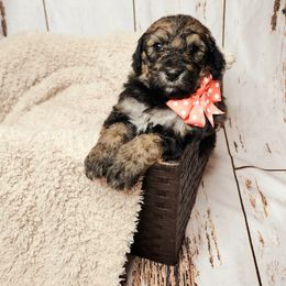 Bernedoodle Puppies from Adorable Dixie Doodles