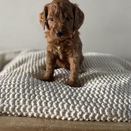 Bernedoodle, Goldendoodle, and Poodle Puppies from Central Valley Canine Companions